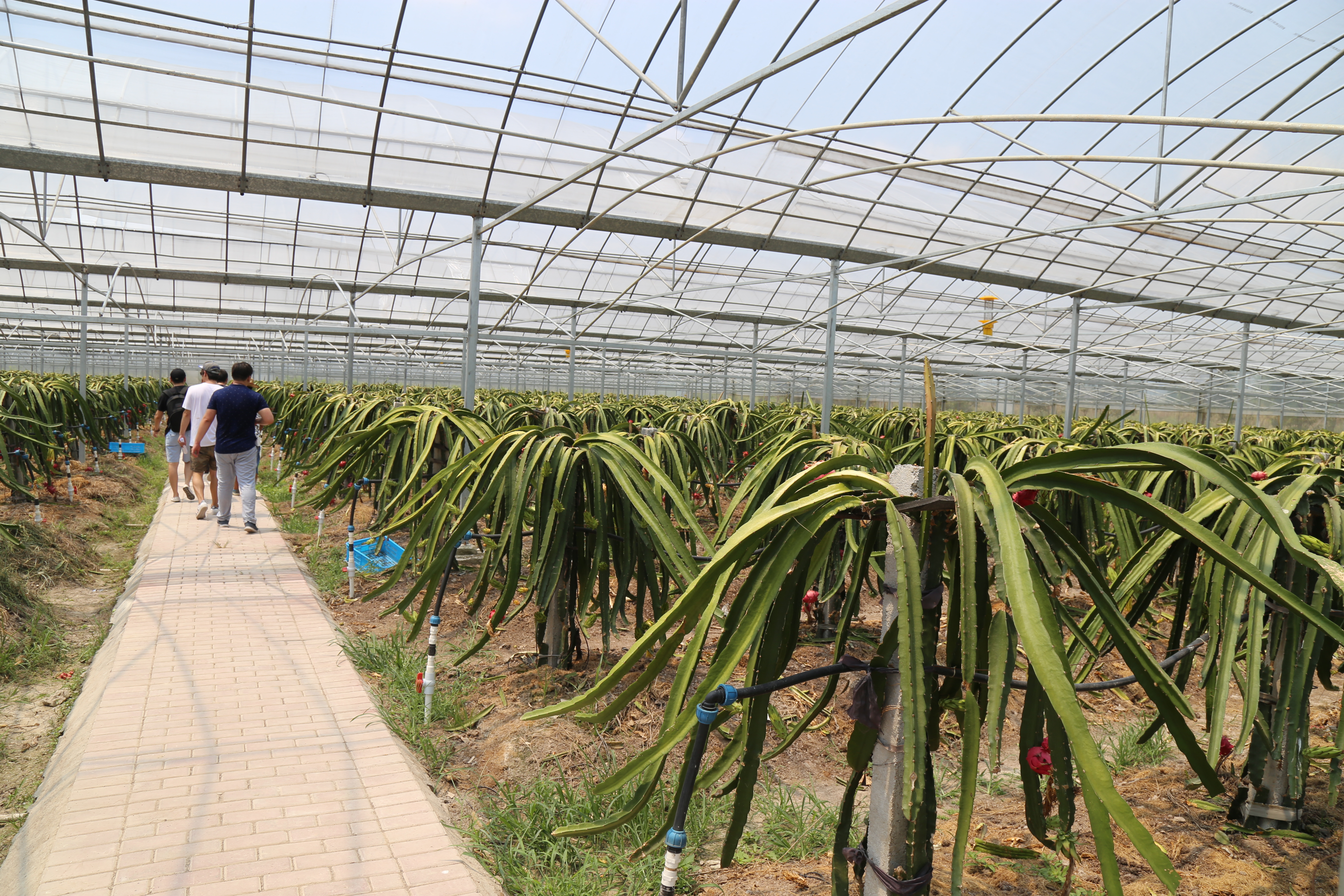 仙居臺灣農民創業園構建“三産融合”可持續迴圈綠色産業發展