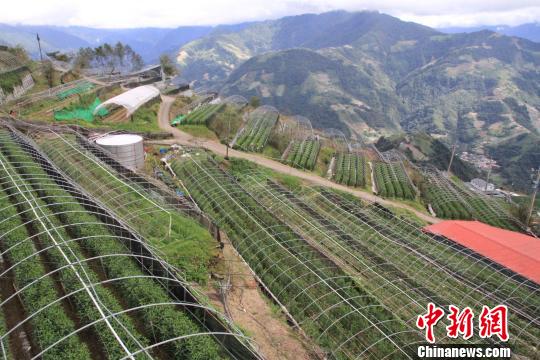 漫山遍野的百合花圃 徐德金 攝