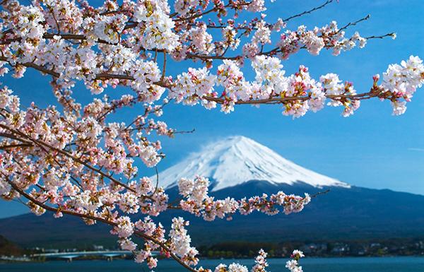 她為櫻花辯護：評《神風特攻隊、櫻花與民族主義》