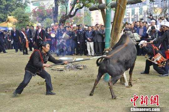 雲南德宏景頗族舉行剽牛儀式迎接目瑙縱歌節