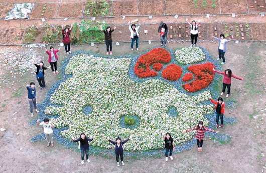 大學空地變HelloKitty花圃隨季節“變臉”（圖）