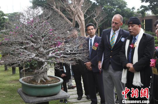 臺灣收藏家獲“最多珍稀盆栽樹收藏”吉尼斯紀錄