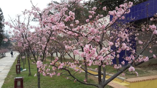 賞櫻不需遠行，新竹公園就可欣賞櫻花盛開美景