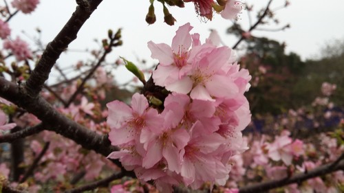 賞櫻不需遠行，新竹公園就可欣賞櫻花盛開美景