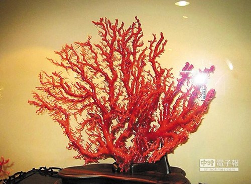 臺灣紅珊瑚將在內蒙展出預估帶來10億營業額