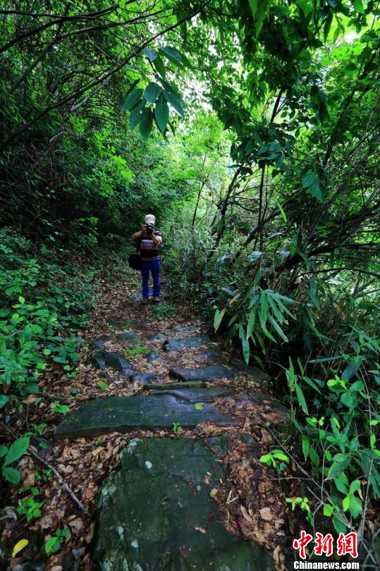 湖南石門發現清代“泰和合”騾馬茶道