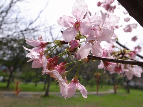 賞櫻不需遠行，新竹公園就可欣賞櫻花盛開美景