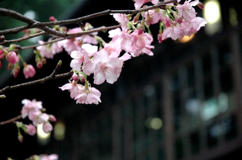 賞櫻不需遠行，新竹公園就可欣賞櫻花盛開美景