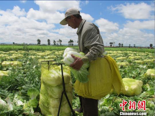 張家口壩上蔬菜銷路不暢菜農嘆菜販子人間蒸發