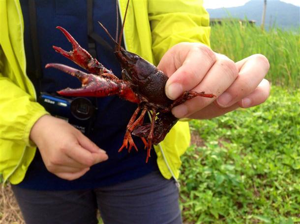 臺灣北部濕地遭小龍蝦入侵破壞農田影響生態