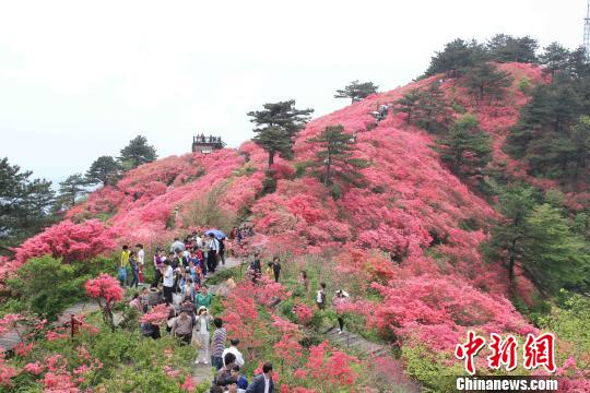 湖北麻城杜鵑文化旅遊節4月10日啟幕