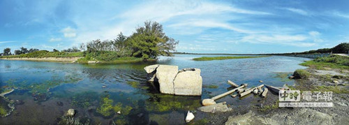 嘉義鰲鼓濕地候鳥陸續集結林管處將辦賞鳥活動