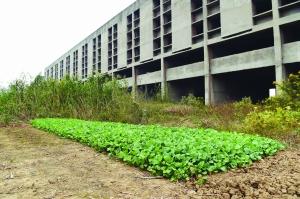 爛尾樓旁建起“農場”