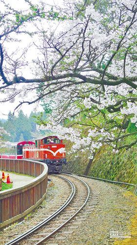 大陸赴臺遊客持續增長兩岸旅遊業各自強力推銷