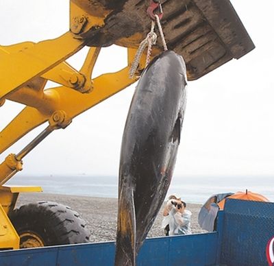 魚獲上岸花蓮外海裏“流動的財富”（圖）