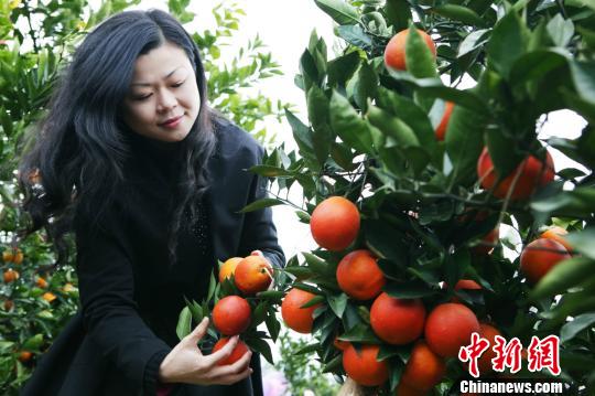 重慶三峽庫區打造血橙産業帶將建全國最大血橙基地