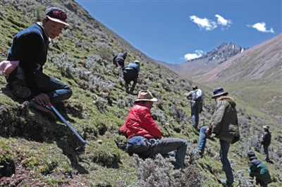 巴嘎村村民在海拔5000米的草甸上沿四十度的山坡挖蟲草。