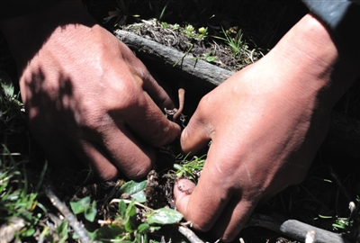 村民刨土，撥開土壤，取出蟲草，再把土壤回填，儘量不破壞植被。