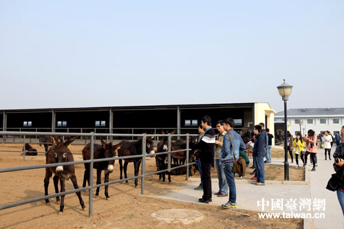 聚焦“一圈一帶”-第十屆中國網路媒體山東行記者團走進聊城東阿黑毛驢繁殖中心。（