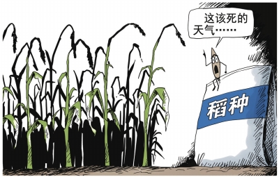 農業部：安徽減産絕收稻種並非“超級稻”
