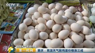 極端天氣致使雞蛋價格漲三成，一斤飆到5塊錢