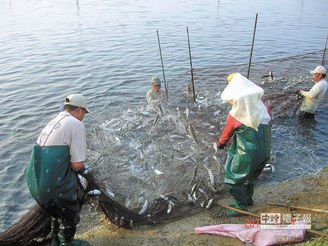 臺南漁民怨：賴清德説虱目魚賣新加坡 半尾也沒