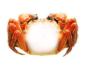 高溫致螃蟹“中暑”減産大閘蟹價格或漲兩成