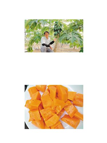 木瓜新品種“橙寶”：果肉呈黃色乍看像芒果