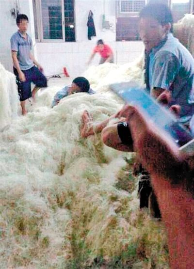 近日，東莞一米粉廠被曝車間工人赤腳踩著米粉，甚至在米粉堆上睡覺。目前該廠停業整頓。