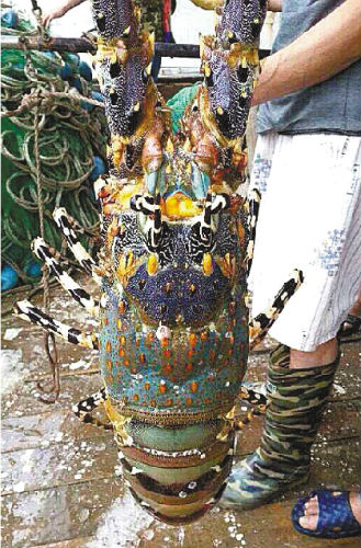 漁民捕撈到近一米錦繡龍蝦 有人出60萬元買走了是真是假(圖)