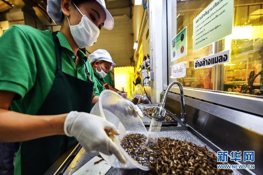 走進泰國昆蟲零食生産線