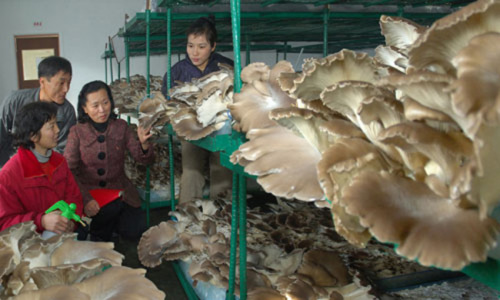 朝鮮掀起蘑菇栽培熱潮 開發蘑菇增産新技術