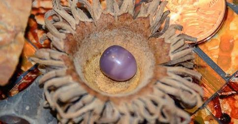 美國一女子吃蚌吃出罕見“紫珍珠”