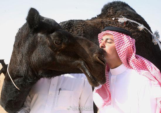 沙特將會舉辦駱駝選美比賽