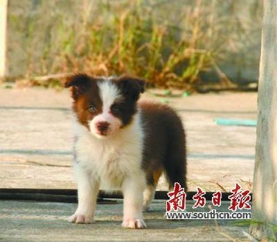 趕集網上1900元購"名犬" 貨不對板不退款