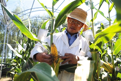 內地轉基因水稻及玉米作物安全證書未獲批復
