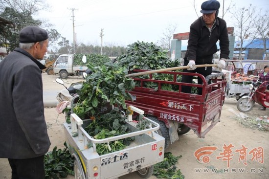 原標題：周至菠菜售價下跌 100公斤菠菜才賣26元菜農哭了