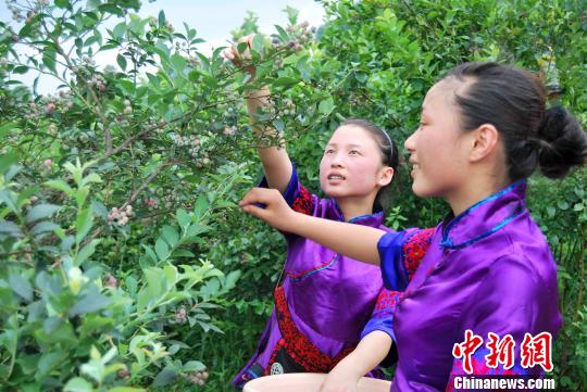 貴州麻江藍莓“量産”富翁引臺商青睞