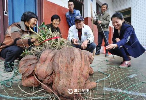 浙江現巨無霸番薯 直徑122釐米重達111斤