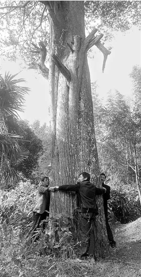 這棵370多年樹齡的紅豆杉，需要三個成年人才能合抱。