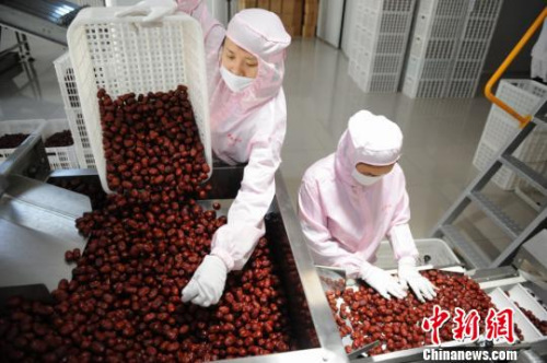 圖為若羌縣一公司的工作人員正在進行精選紅棗。　王若丹 攝