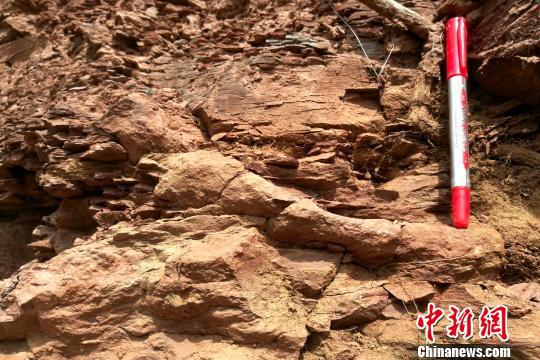 圖為石川河剖面三疊紀早期的遺跡化石。　田力 攝