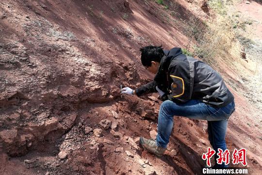 圖為郭文偉博士在進行遺跡化石觀察和測量。　田力 攝