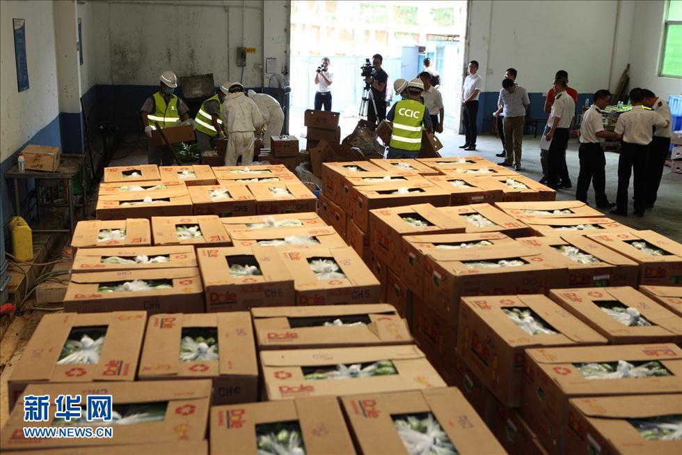 深圳鹽田檢驗檢疫部門銷毀61噸菲律賓香蕉