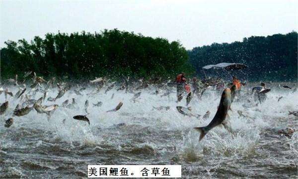 美國鯉魚賣到中國的可能性增加。