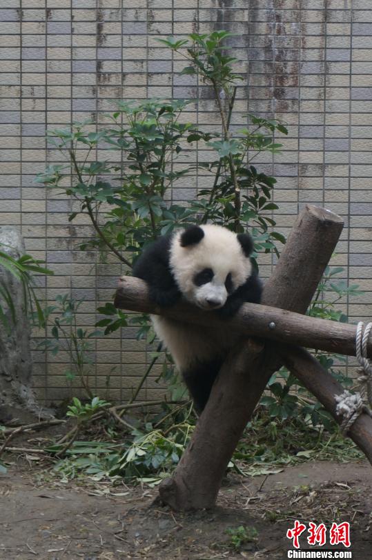 “圓仔”魅力無法擋入園人次創新高（圖）