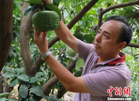 臺灣技術讓蜜柚“變形”助農民增收