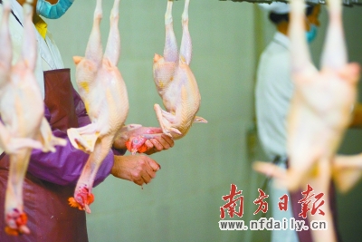 廣州市民為何不買冰鮮清遠雞的賬