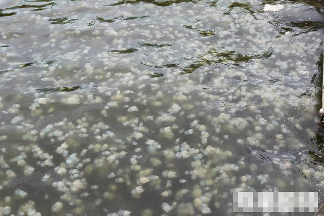 水母大軍入侵 臺灣高雄市情人碼頭白茫茫