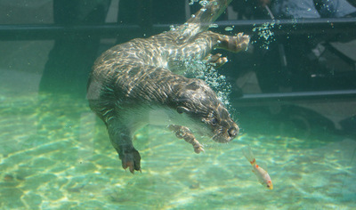 臺北動物園“爺爺級”水獺病逝 相當於人類84歲(圖)